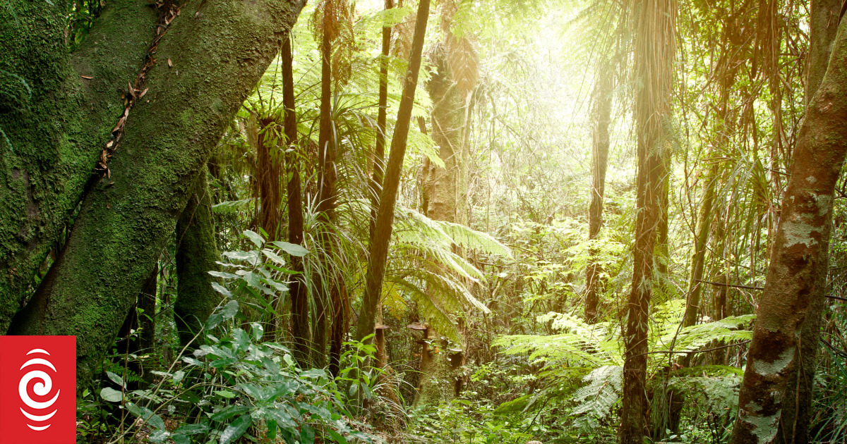 Funding for carbon checks cut, why it matters RNZ