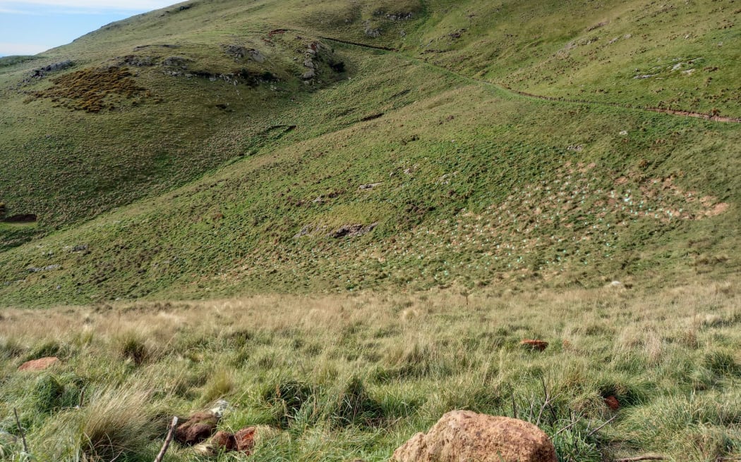 Plantings at Avoca Valley, in the Port Hills above Christchurch.