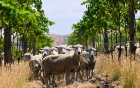 Regenerative vineyard Greystone in North Canterbury will host the new festival.