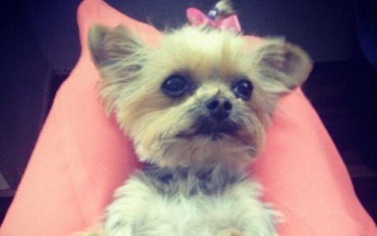 Pistol - one of two Yorkshire terriers owned by Johnny Depp and his wife, Amber Heard.
