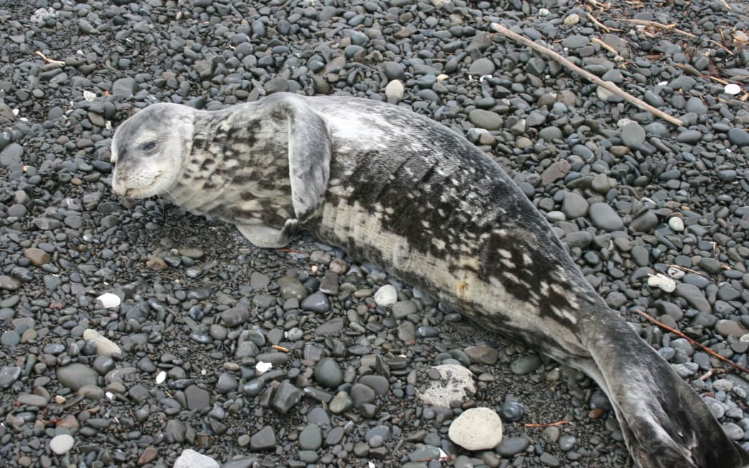 The Weddell Seal of Napier