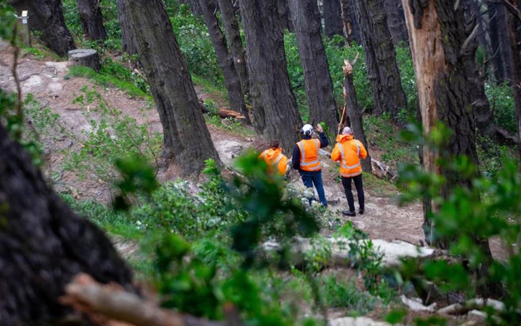 A man has died after being hit by a falling branch on Mount Victoria, in Wellington.