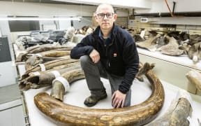 Mat Wooller, director of the Alaska Stable Isotope Facility, kneels among a collection of some of the mammoth tusks at the University of Alaska Museum of the North.