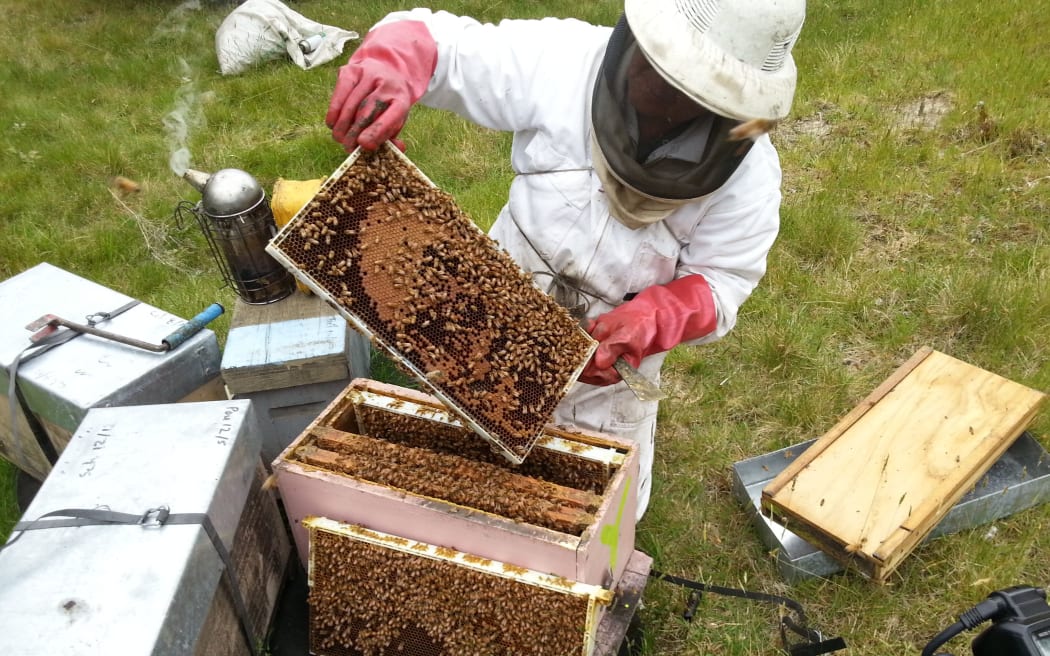 A beekeeper inspects a hive.