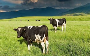 Cows