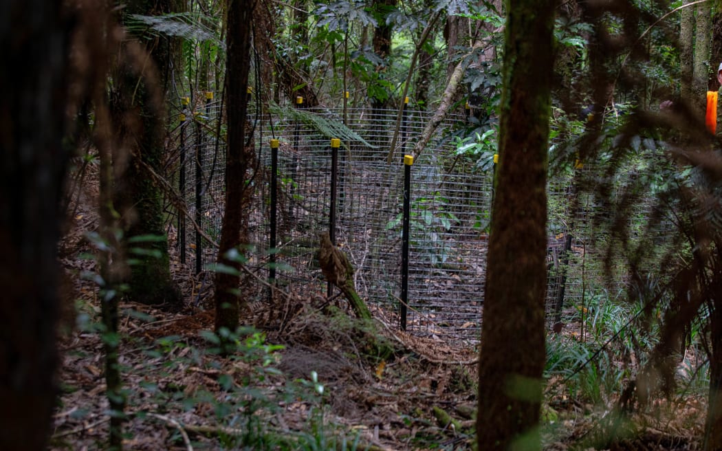 Keeping predators out of Wainuiomata Orongorongo Water Collection Area forest