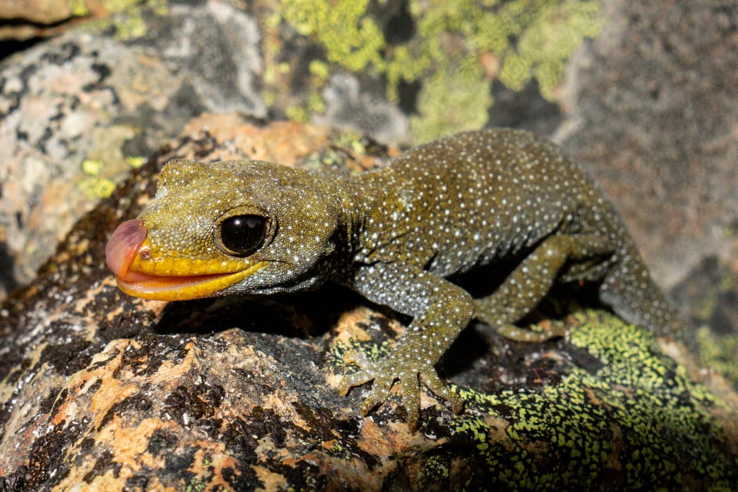 North Otago black-eyed gecko
