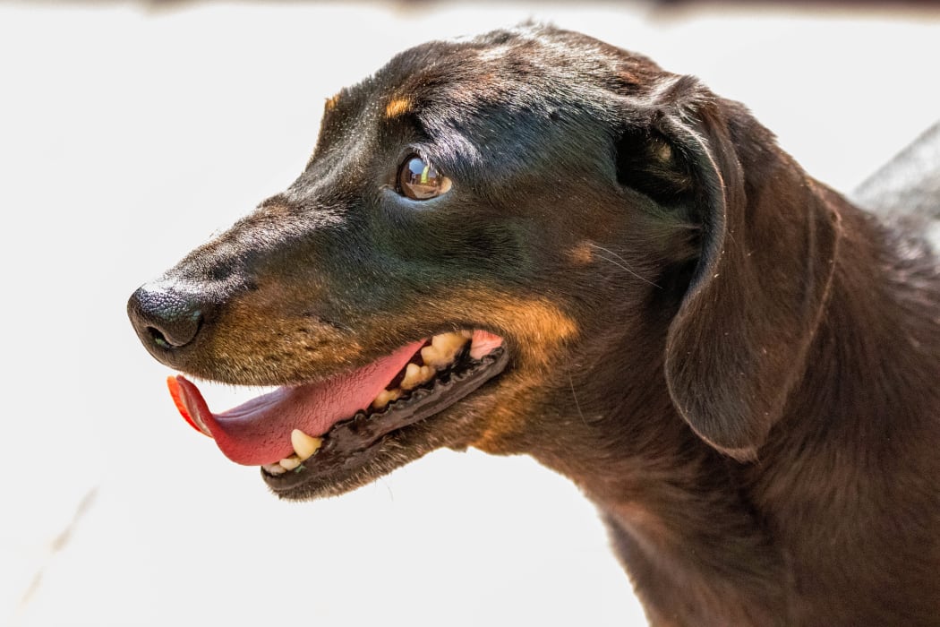 A Miniature Dachshund hot during the summer heatwave.