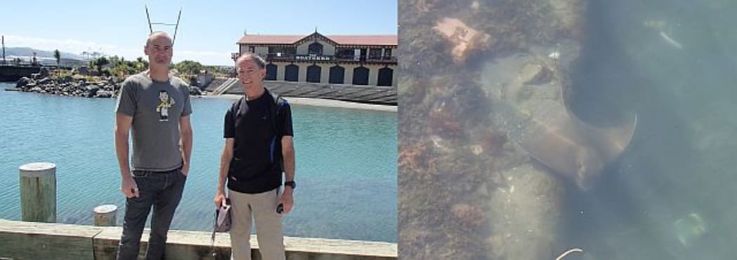 Ray experts Tim Riding (left) and Malcolm Francis (right) at Frank Kitts lagoon on the Wellington waterfront. The eagle rays that are seen in the lagoon come in a variety of colours, from grey to yellow and brown.