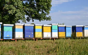 Beehives on farmland