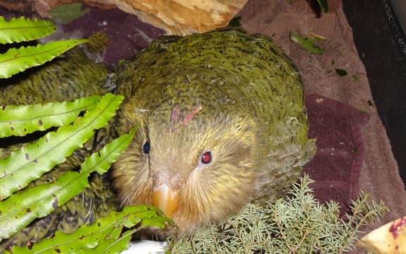 A few kākāpō chicks had to be taken off their island sanctuaries to be hand-reared at a Department of Conservation facility in Invercargill.