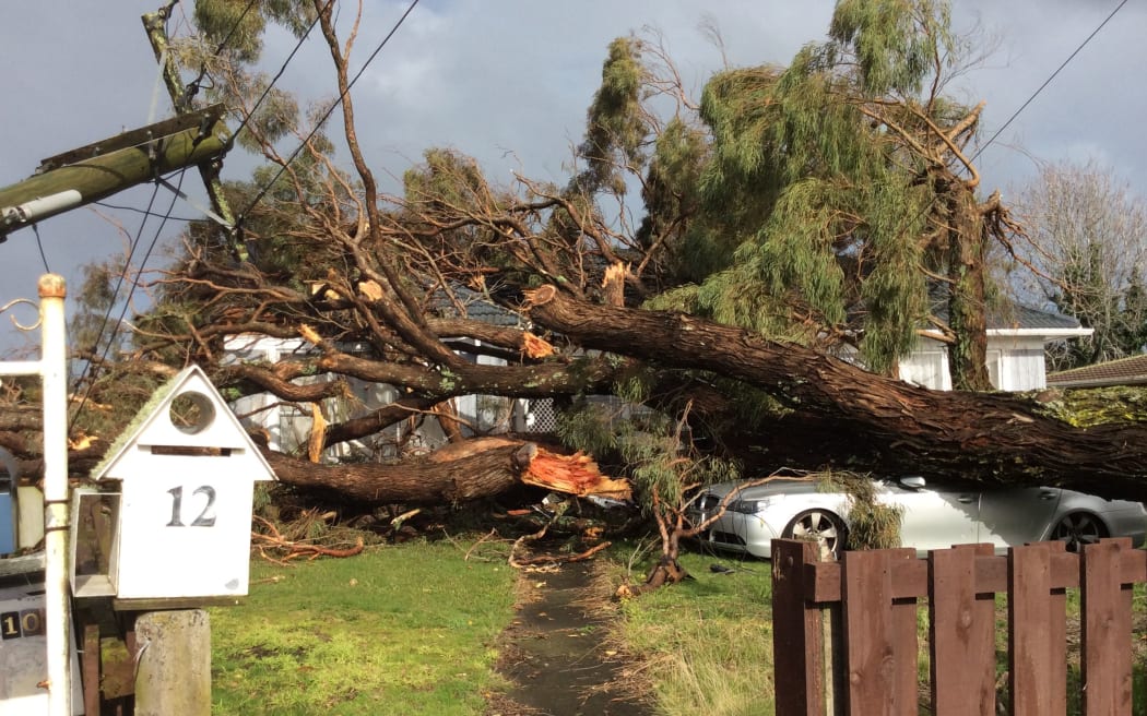 A downed tree at Evelyn Street, Paptoetoe.