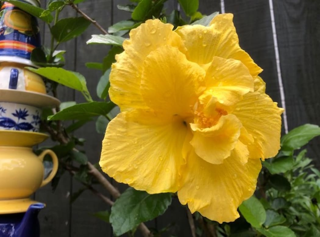 Hibiscus in the garden of Alexia Russell.