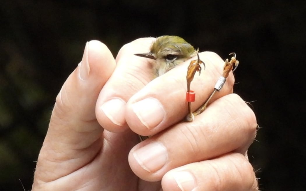 The rifleman or tītitipounamu is New Zealand's smallest bird.