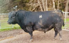 Tangihau U418 sold for $161,000 to Oregon Angus in Masterton with owner Keith Higgins totally thrilled with the prized Angus bull.