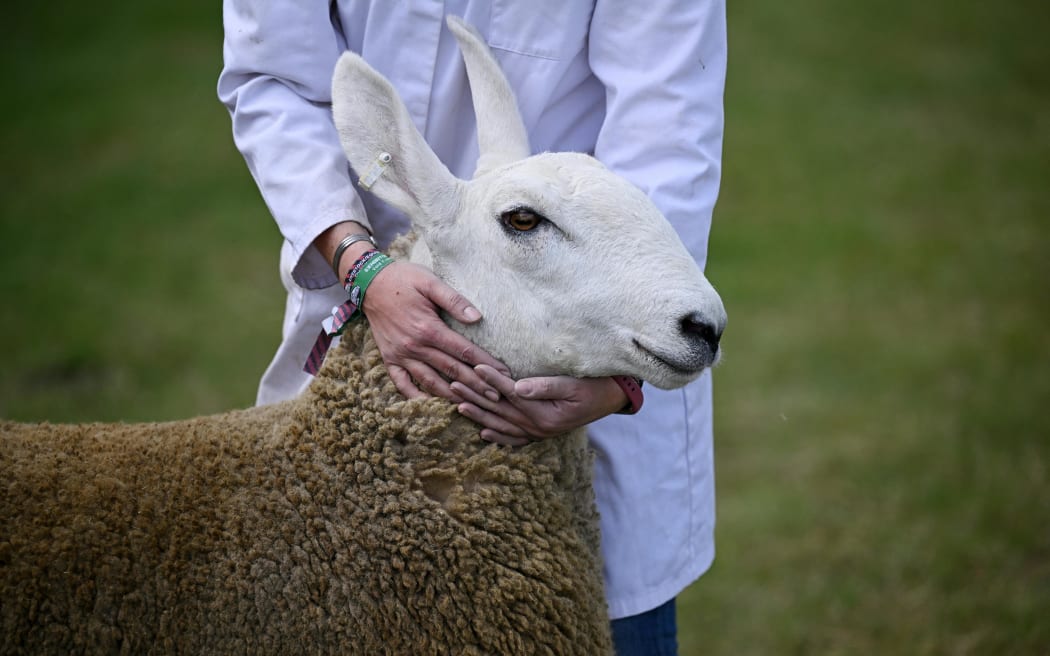 A handler holds a Border Leicester sheep as it's judged on the first day of the Great Yorkshire Show in Harrogate, northern England on July 11, 2023. The agricultural show, which was first held in 1838, showcases all aspects of country life. Organised by the Yorkshire Agricultural Society (YAS), it is held each July and attracts around 140,000 visitors over the four days. (Photo by OLI SCARFF / AFP)