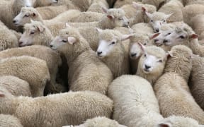 Malvern Lamb Sale