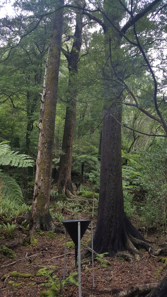 Scientists have been measuring seed fall in hard beech forest in the Orongorongo Valley for 50 years.