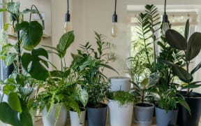An array of house plants.