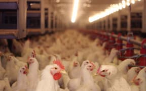 Chicken farm.