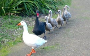 Thomas the goose and Henry the swan with their brood.