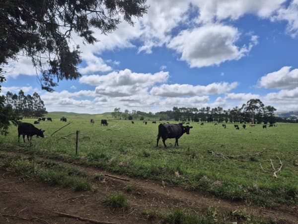 Kopua Monastery is part of a 900 acre dairy farm that was gifted to the Church by Tom and Rosalie Prescott in 1954.