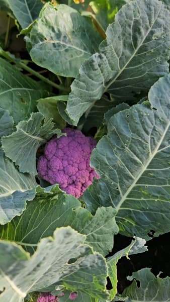 A prized purple cauliflower.