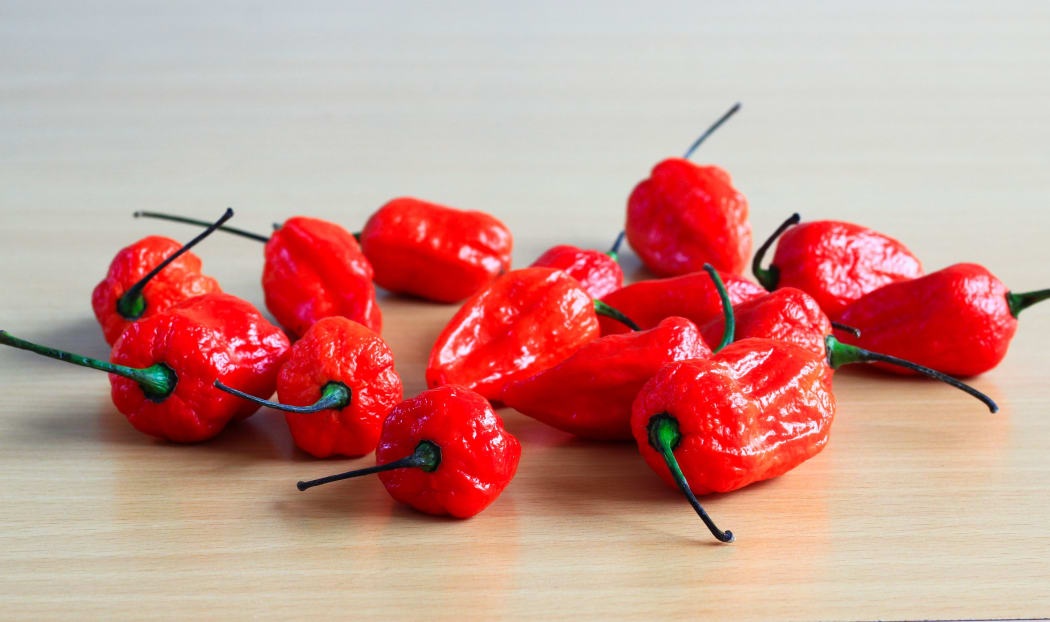 Bunch of Red Bhoot Jolokia Spicy ghost pepper isolated in wooden background with space for text