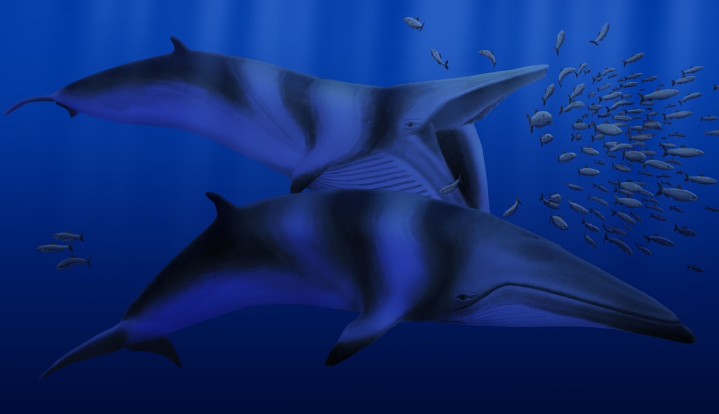 A speculative rendering of Balaenoptera bertae.