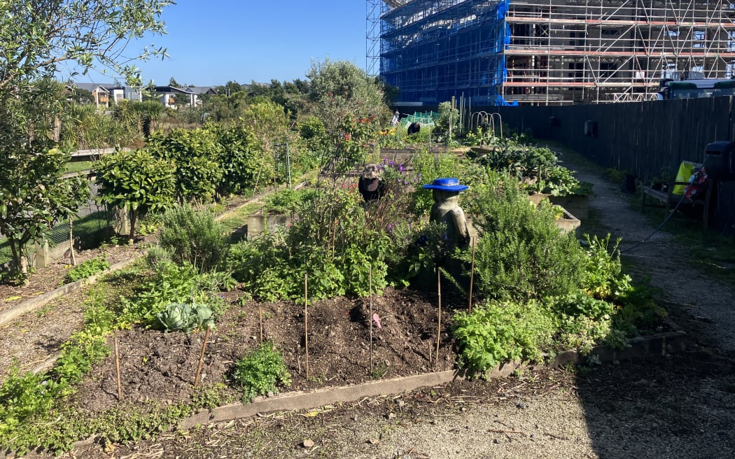A full garden plot in a section of land. There are some patches of fresh tilled soil with stakes sticking out, ready for planting. Other areas are filled with flourishing herbs, leafy vegetables, and flowers. Behind the section is a new medium density housing development with scaffolding and tarpaulins up.
