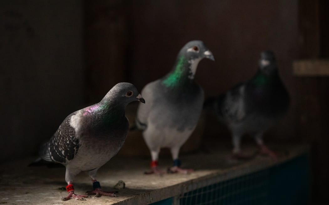 Andrew and Gavin Fry, pigeon fanciers