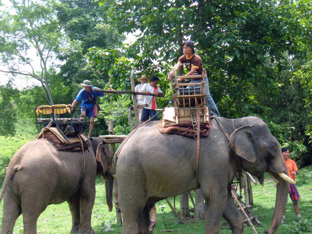 Elephant ride