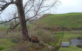 The aftermath of a twister ripping through Takiwatanga Sanctuary Trust in the King Country