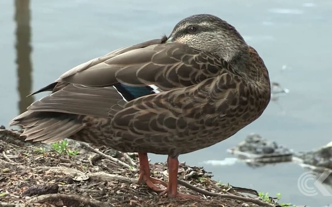 Feeding ducks bread can kill