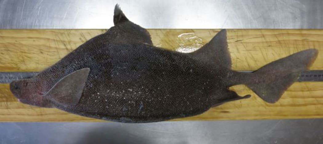 Prickly dogfish (Oxynotus bruniensis)
