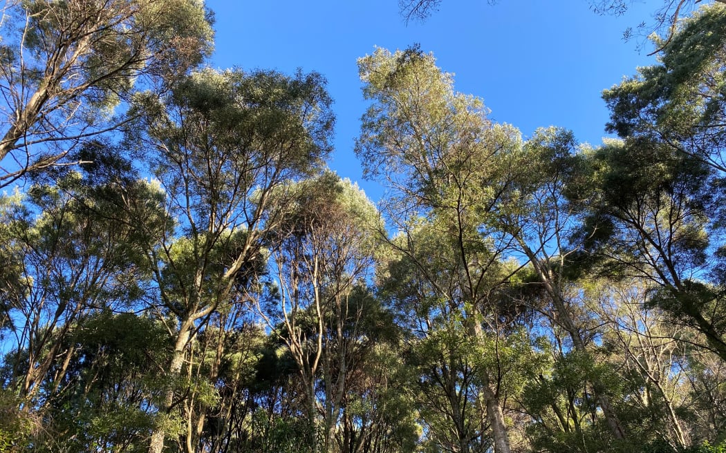 Papaiti Forest is a continous canopy forest of alternative species in Whanganui.