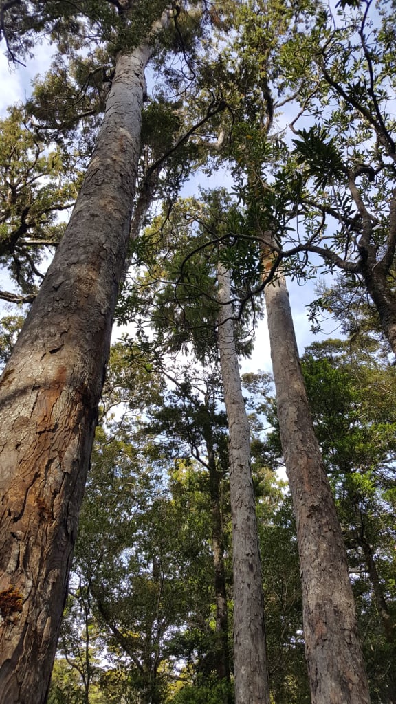Forest interior on Coal Island, Fiordland.