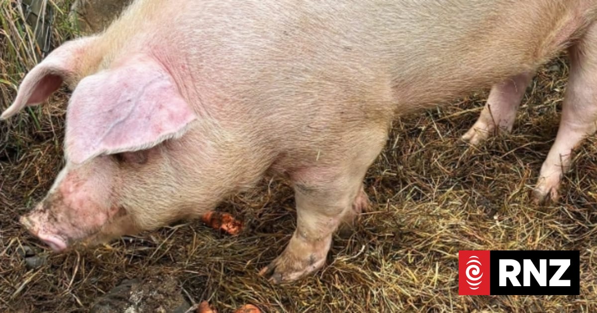 The bid to save Tararua's Donald the wandering pig