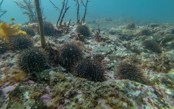 Kina shown, on barren seabed at The Noises islands in the Hauraki Gulf.