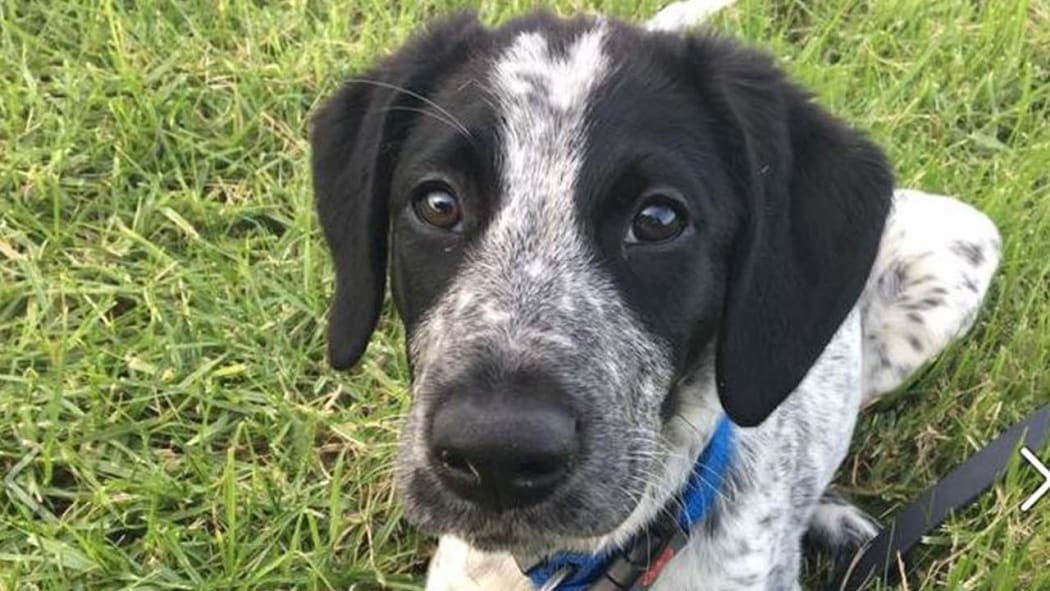 Grizz - the Aviation Security dog shot after getting loose at Auckland Airport.
