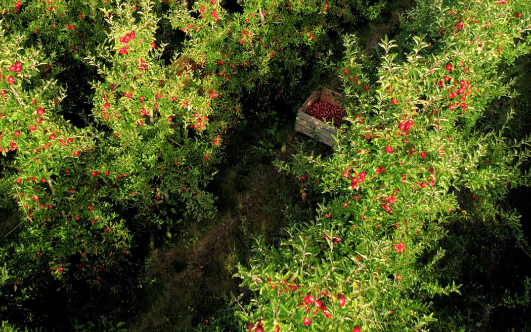 Apple orchard