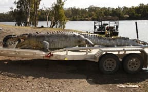 Orchard admitted to shooting the crocodile, saying it was taking calves and he was sick of it.