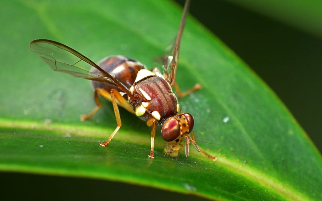 Queensland Fruit Fly.