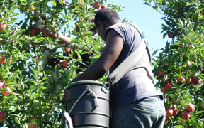 Thousands of Pacific Islanders come to New Zealand under the Recognised Seasonal Employer scheme, but other visa categories have become harder for Pacific migrants to obtain