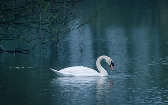 Swan on lake