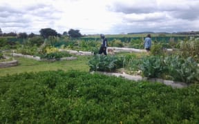 Matipo gardens