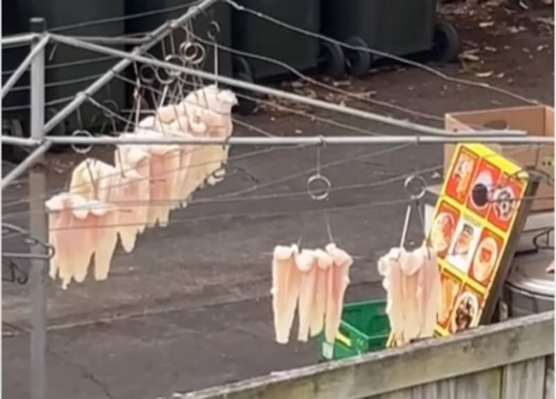 Fish hanging on clothesline in a shared backyard with 932 BBQ Noodle House in Mt Albert. The business has said the fish is not theirs.