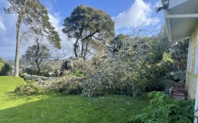 A fallen tree in Epsom, Auckland on 29 May, 2024.