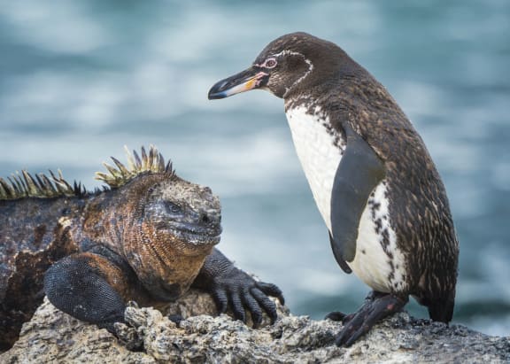 Pinzon Island Tortoise Galapagos Islands Bath Towel by Tui De Roy - Animals  and Earth - Website