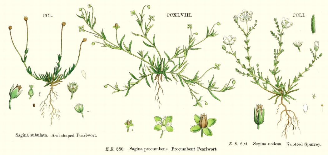 Sagina procumbens